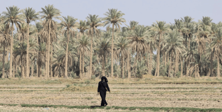 Iraqi Palm Trees - Karbala’s achievement is a positive sign for Iraq’s future.
